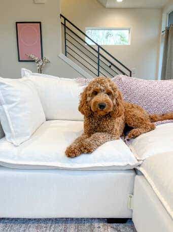 pet friendly-3