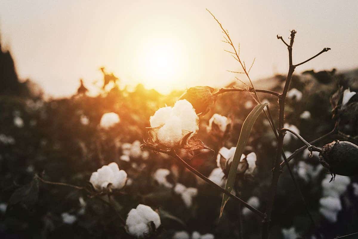 cotton