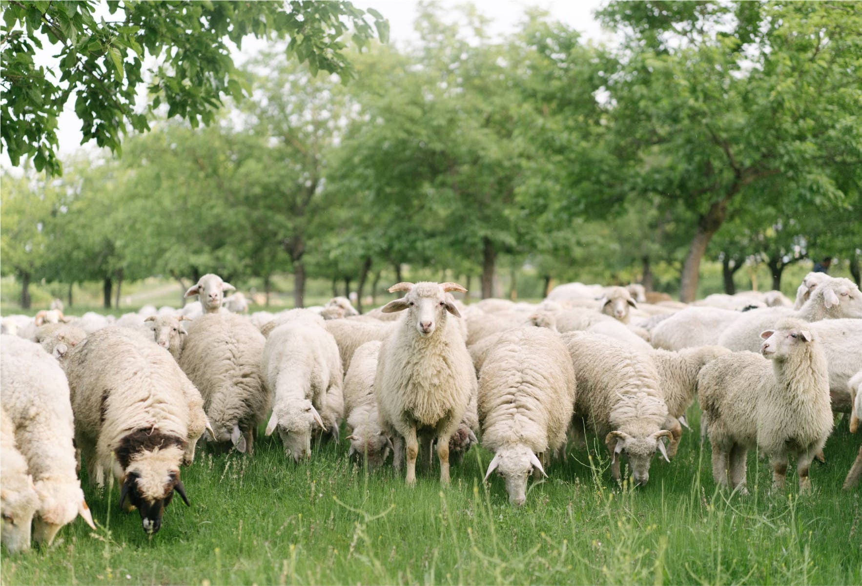 Wool_