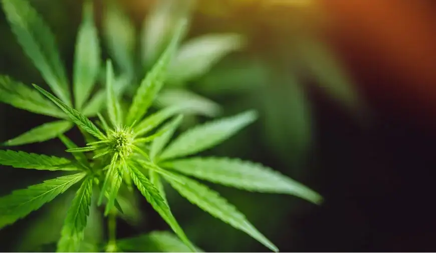 hemp_1