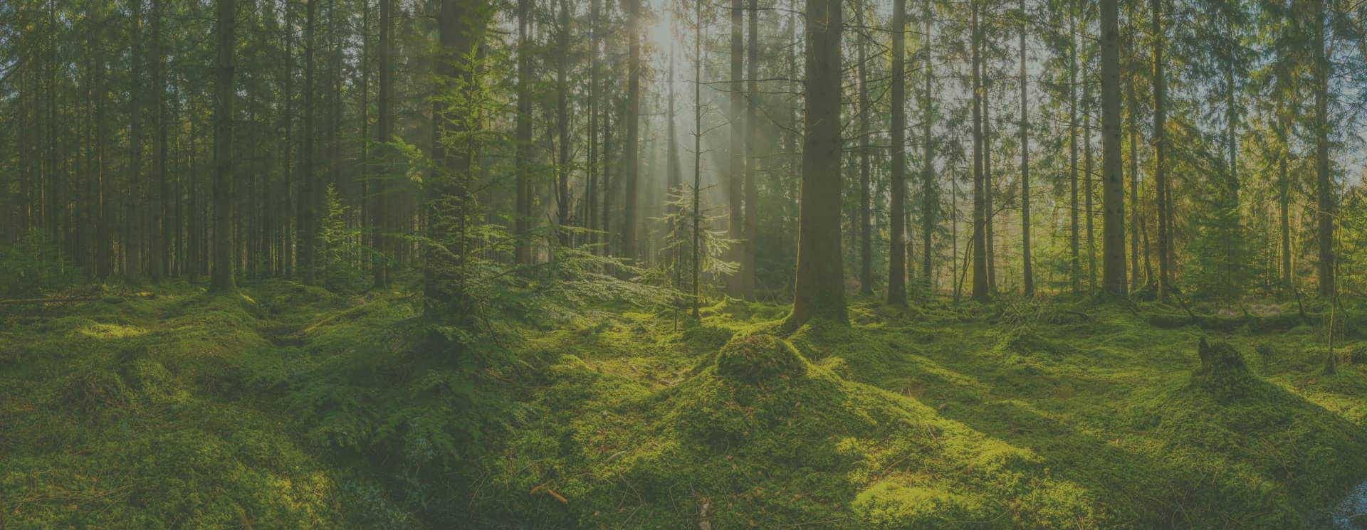 sustainable-nature-image
