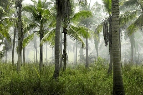 Coconut - A Sustainable Resource In Mattress Construction
