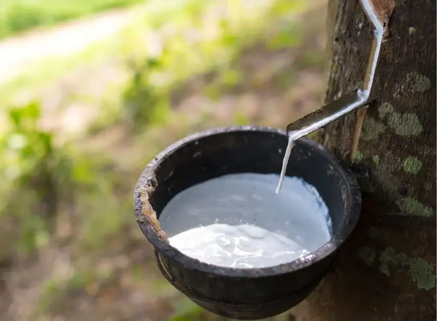 what is organic latex sap