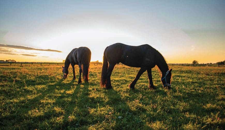 horse-hair-process